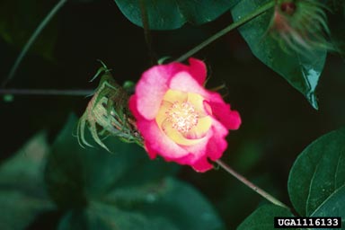 cotton, Gossypium hirsutum  (Malvales: Malvaceae) - 1116133