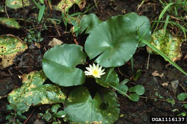 fragrant waterlily, Nymphaea odorata  (Nymphaeales: Nymphaeaceae) - 1116137