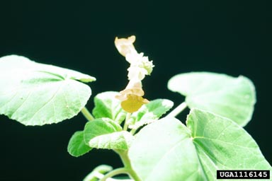 yellow unicorn-plant, Ibicella lutea  (Scrophulariales: Pedaliaceae) - 1116145