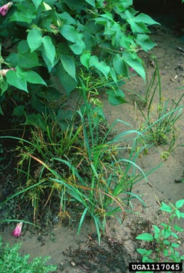 rice flatsedge, Cyperus iria  (Cyperales: Cyperaceae) - 1117045