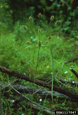 manyflower flatsedge, Cyperus lancastriensis  (Cyperales: Cyperaceae) - 1117047