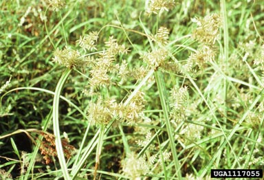 pilose sedge, Cyperus pilosus  (Cyperales: Cyperaceae) - 1117055