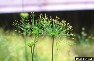 miniature flatsedge, Cyperus prolifer  (Cyperales: Cyperaceae) - 1117056