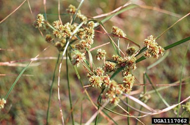 deeprooted sedge, Cyperus entrerianus  (Cyperales: Cyperaceae) - 1117062