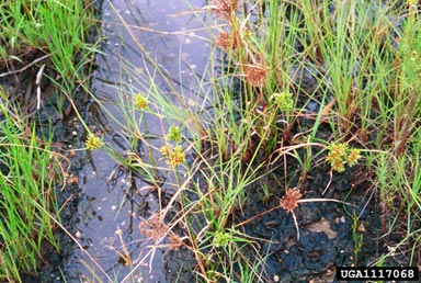 tall flatsedge, Cyperus eragrostis  (Cyperales: Cyperaceae) - 1117068