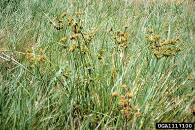 deeprooted sedge, Cyperus entrerianus  (Cyperales: Cyperaceae) - 1117100