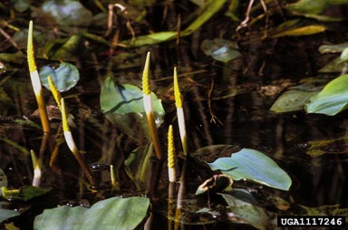 goldenclub, Orontium aquaticum  (Arales: Araceae) - 1117246