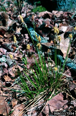 whitetinge sedge, Carex albicans  (Cyperales: Cyperaceae) - 1117254