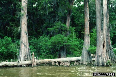 baldcypress, Taxodium distichum  (Pinales: Taxodiaceae) - 1117262