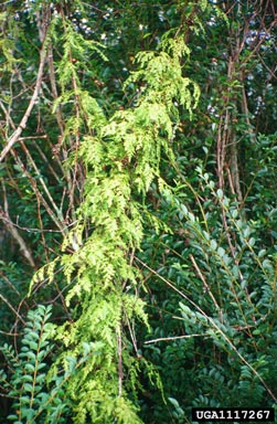 Japanese climbing fern, Lygodium japonicum  (Polypodiales: Lygodiaceae) - 1117267