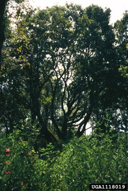 sugarberry, Celtis laevigata  (Urticales: Ulmaceae) - 1118019
