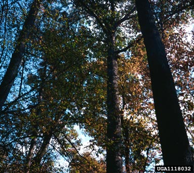 bottomland hardwoods,    - 1118032