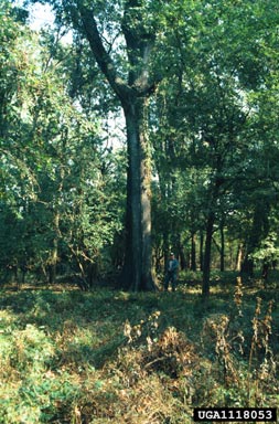 Nuttall oak, Quercus texana  (Fagales: Fagaceae) - 1118053