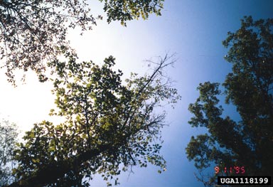 thinning (stand) on pin oak (Quercus palustris ) - 1118199