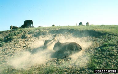 American bison, Bison bison  (Artiodactyla: Bovidae) - 1118258
