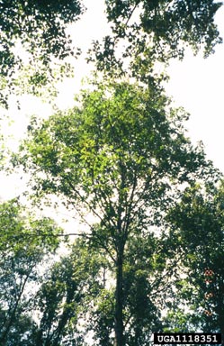 cherrybark oak, Quercus pagoda  (Fagales: Fagaceae) - 1118351