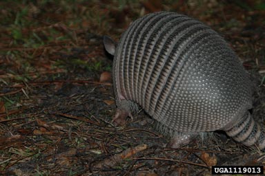 nine-banded armadillo, Dasypus novemcinctus  (Xenarthra: Dasypodidae) - 1119013