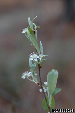 red chokeberry, Photinia pyrifolia  (Rosales: Rosaceae) - 1119016