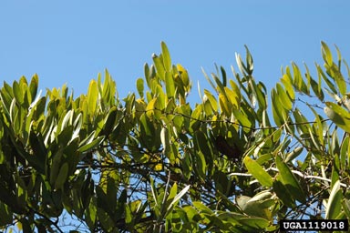 bamboovine, Smilax laurifolia  (Liliales: Smilacaceae) - 1119018