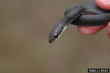 southern black racer, Coluber constrictor priapus (Squamata: Colubridae) - 1119025