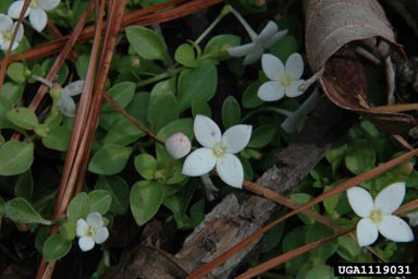 roundleaf bluet, Houstonia procumbens  (Rubiales: Rubiaceae) - 1119031