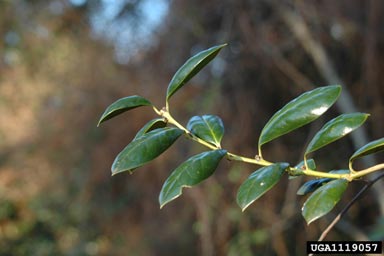 Chinese holly, Ilex cornuta  (Celastrales: Aquifoliaceae) - 1119057