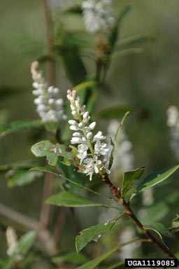 buckwheat tree, Cliftonia monophylla  (Ericales: Cyrillaceae) - 1119085