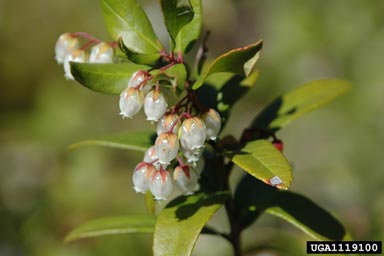 climbing fetterbush, Pieris phillyreifolia  (Ericales: Ericaceae) - 1119100