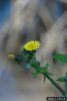annual sowthistle, Sonchus oleraceus  (Asterales: Asteraceae) - 1119118