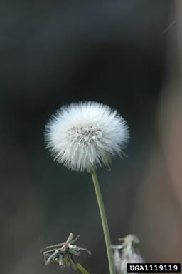 annual sowthistle, Sonchus oleraceus  (Asterales: Asteraceae) - 1119119