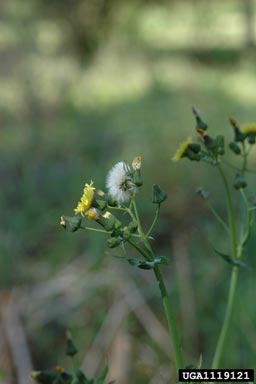 annual sowthistle, Sonchus oleraceus  (Asterales: Asteraceae) - 1119121