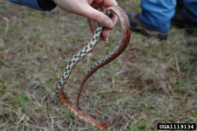 corn snake, Elaphe guttata guttata (Squamata: Colubridae) - 1119134