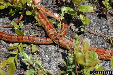 corn snake, Elaphe guttata guttata (Squamata: Colubridae) - 1119139