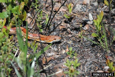corn snake, Elaphe guttata guttata (Squamata: Colubridae) - 1119141