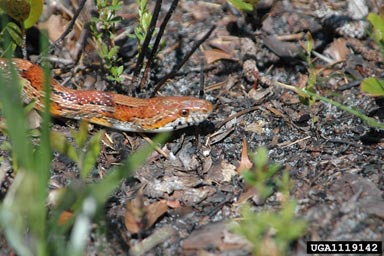 corn snake, Elaphe guttata guttata (Squamata: Colubridae) - 1119142