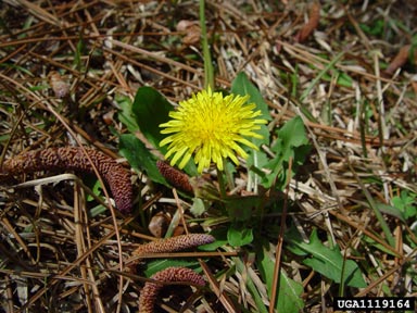 dandelion, Taraxacum officinale  (Asterales: Asteraceae) - 1119164