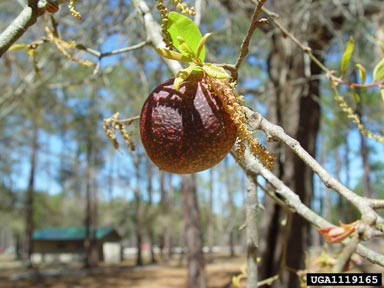 galls (  ) on water oak (Quercus nigra ) - 1119165