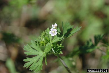 Carolina geranium, Geranium carolinianum  (Geraniales: Geraniaceae) - 1119206