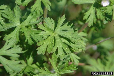 Carolina geranium, Geranium carolinianum  (Geraniales: Geraniaceae) - 1119213