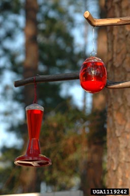 hummingbird,    (Trochiliformes: Trochilidae) - 1119242