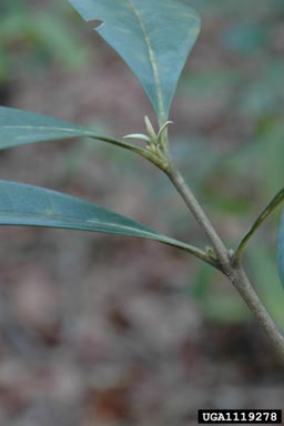devilwood, Osmanthus americanus  (Scrophulariales: Oleaceae) - 1119278