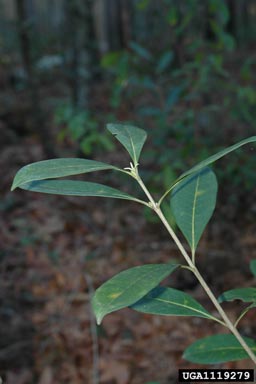 devilwood, Osmanthus americanus  (Scrophulariales: Oleaceae) - 1119279