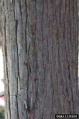 pondcypress, Taxodium ascendens  (Pinales: Taxodiaceae) - 1119320