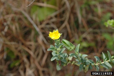 St. Peterswort, Hypericum crux-andreae  (Theales: Clusiaceae) - 1119325