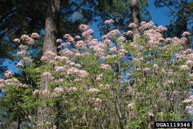 mountain azalea, Rhododendron canescens  (Ericales: Ericaceae) - 1119346