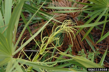 saw palmetto, Serenoa repens  (Arecales: Arecaceae) - 1119358