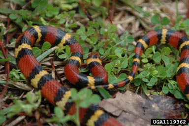 scarlet kingsnake, Lampropeltis triangulum elapsoides (Squamata: Colubridae) - 1119362