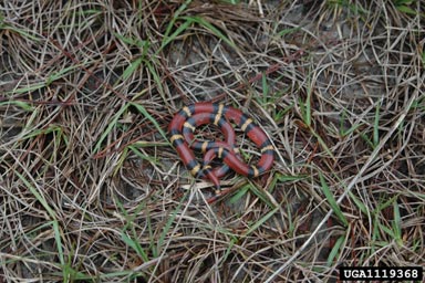 scarlet kingsnake, Lampropeltis triangulum elapsoides (Squamata: Colubridae) - 1119368