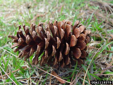slash pine, Pinus elliottii  (Pinales: Pinaceae) - 1119379