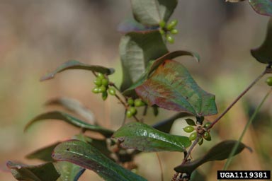 sarsaparillavine, Smilax pumila  (Liliales: Smilacaceae) - 1119381